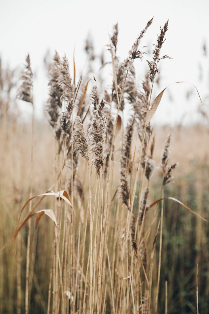 The Daily Haiku🌿 – 686th Theme, Reeds