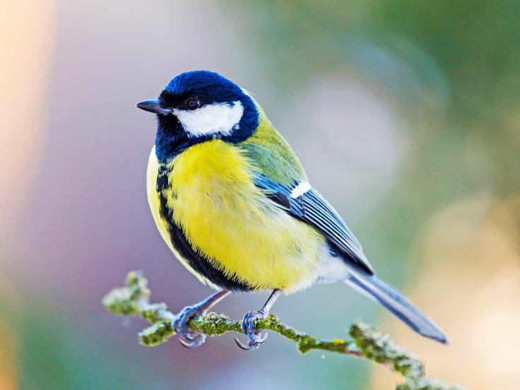 The Daily Haiku – 88th 🐞Weekly Theme, Small Birds