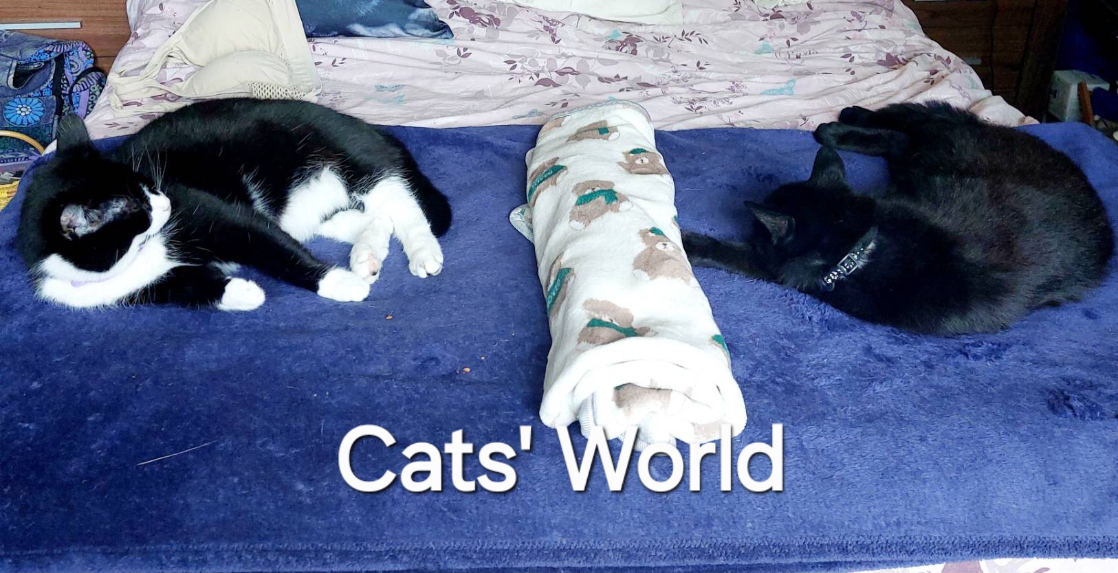 🐈‍⬛🐈💜CAT’S WORLD 266💜🐈🐈‍⬛